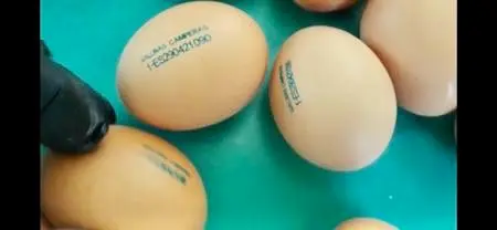 Marcaje huevos con inyección de tinta TIJ equipos Anser